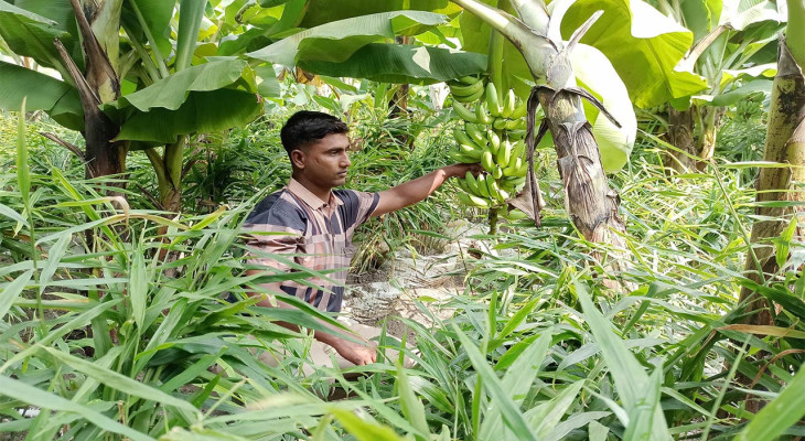 বগুড়ার ধুনটে কলাবাগানে বস্তায় আদা চাষে সফলতার স্বপ্ন বুনছেন মামুন মিয়া