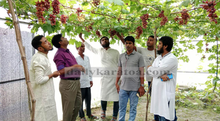 নাটোরে রাশিয়ানসহ সাত প্রজাতির আঙ্গুর চাষে আমজাদের সফলতা