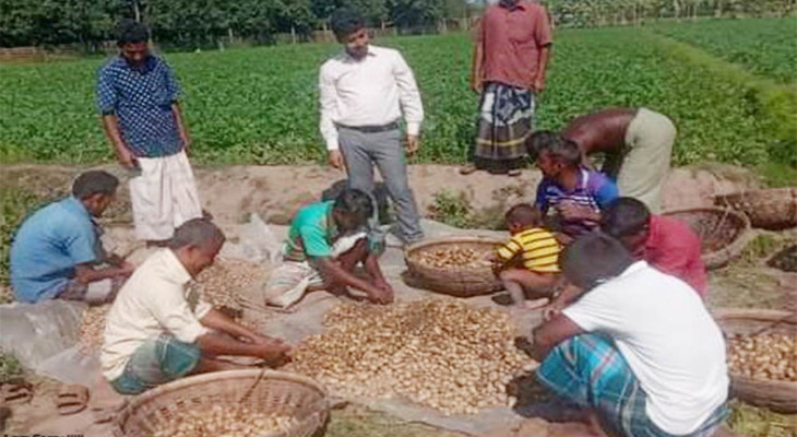 নীলফামারীর কিশোরগঞ্জে আগাম আলু উত্তোলন শুরু, প্রতি কেজি ৯০ টাকা