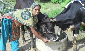 নয়টি হাঁসের বাচ্চা জীবন বদলে  দিয়েছে প্রতিবন্ধী রেহেনার