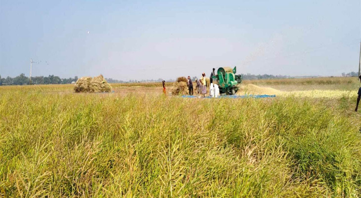 পাবনার ভাঙ্গুড়ায় সরিষার বাম্পার ফলনে কৃষকের মুখে হাসি