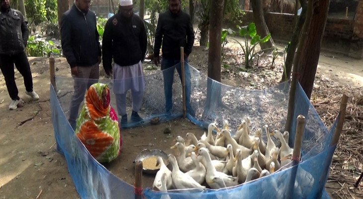 হাঁস পালন করে স্বাবলম্বী হচ্ছেন  নওগাঁর গৃহবধূরা