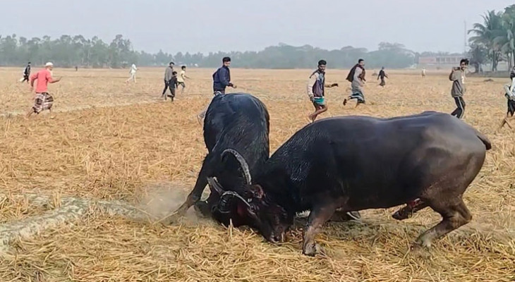 পটুয়াখালতে ঐতিহ্যবাহী মহিষের লড়াই অনুষ্ঠিত