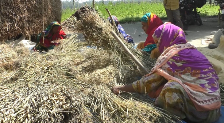 কুড়িগ্রামে সরিষার বাম্পার ফলন বীজ সংরক্ষণ কাজে ব্যস্ত চাষিরা