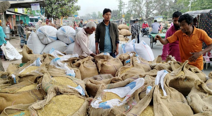 দিনাজপুরে সুগন্ধিযুক্ত চিকন ধান আবাদ করে লোকসান গুণতে হচ্ছে কৃষকদের