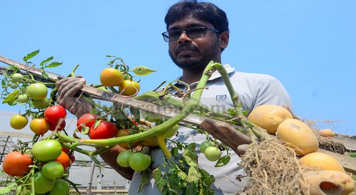 একই গাছের ওপরে টমেটো এবং মাটির নিচে আলুর সফল চাষ