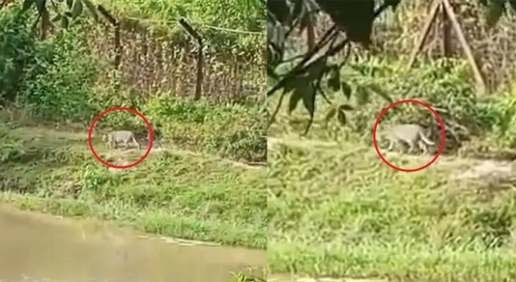 ফেনীতে লোকালয়ে বাঘ, জনমনে আতঙ্ক