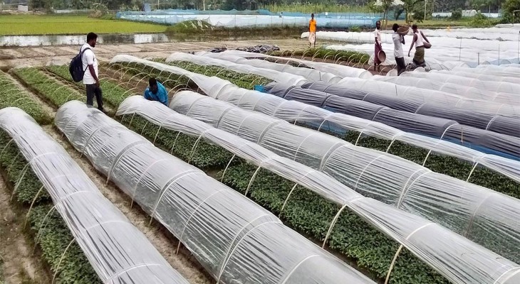 নার্সারি পল্লী শাহনগরে হাইব্রিড মরিচের ২৪ কোটি চারা উৎপাদন, ছড়িয়ে পড়ছে ৩০ জেলায়