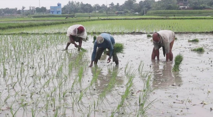 নওগাঁ জেলায় ব্যাপক পরিমাণ জমিতে আউশ ধান চাষ