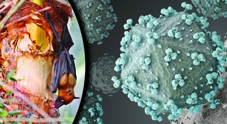 বাংলাদেশে প্রাণঘাতী হয়ে উঠছে নিপাহর মতো আরেক ভাইরাস