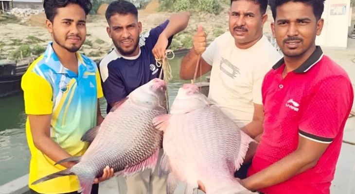 গোয়ালন্দে পদ্মার দুই কাতল ৯১ হাজার টাকায় বিক্রি